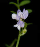 Louisiana vetch